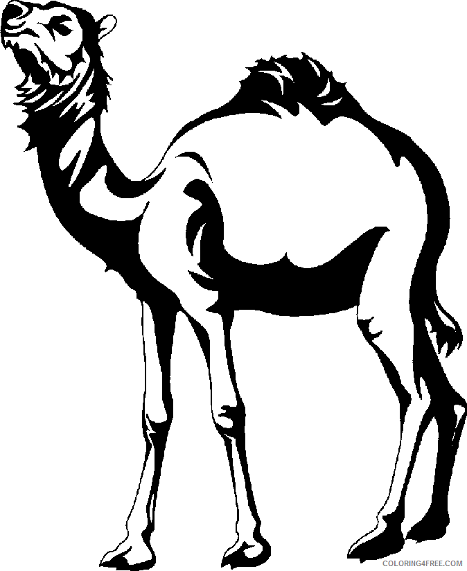 Black and White Camel Coloring Pages camel Printable Coloring4free