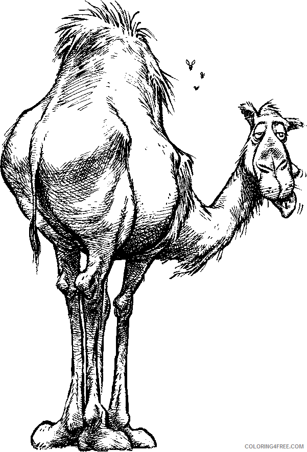 Black and White Camel Coloring Pages camel black and Printable Coloring4free