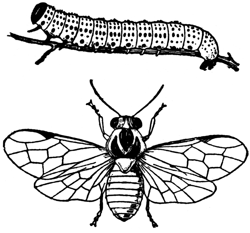 Black and White Caterpillar Coloring Pages gooseberry caterpillar nematus ribesii and Printable Coloring4free
