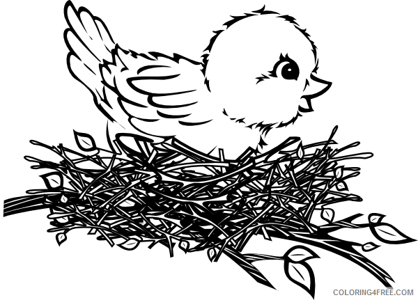 Black and White Chick Coloring Pages chick in nest clip art Printable Coloring4free
