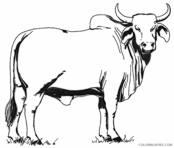 Black and White Cow Coloring Pages cow free holding Printable Coloring4free