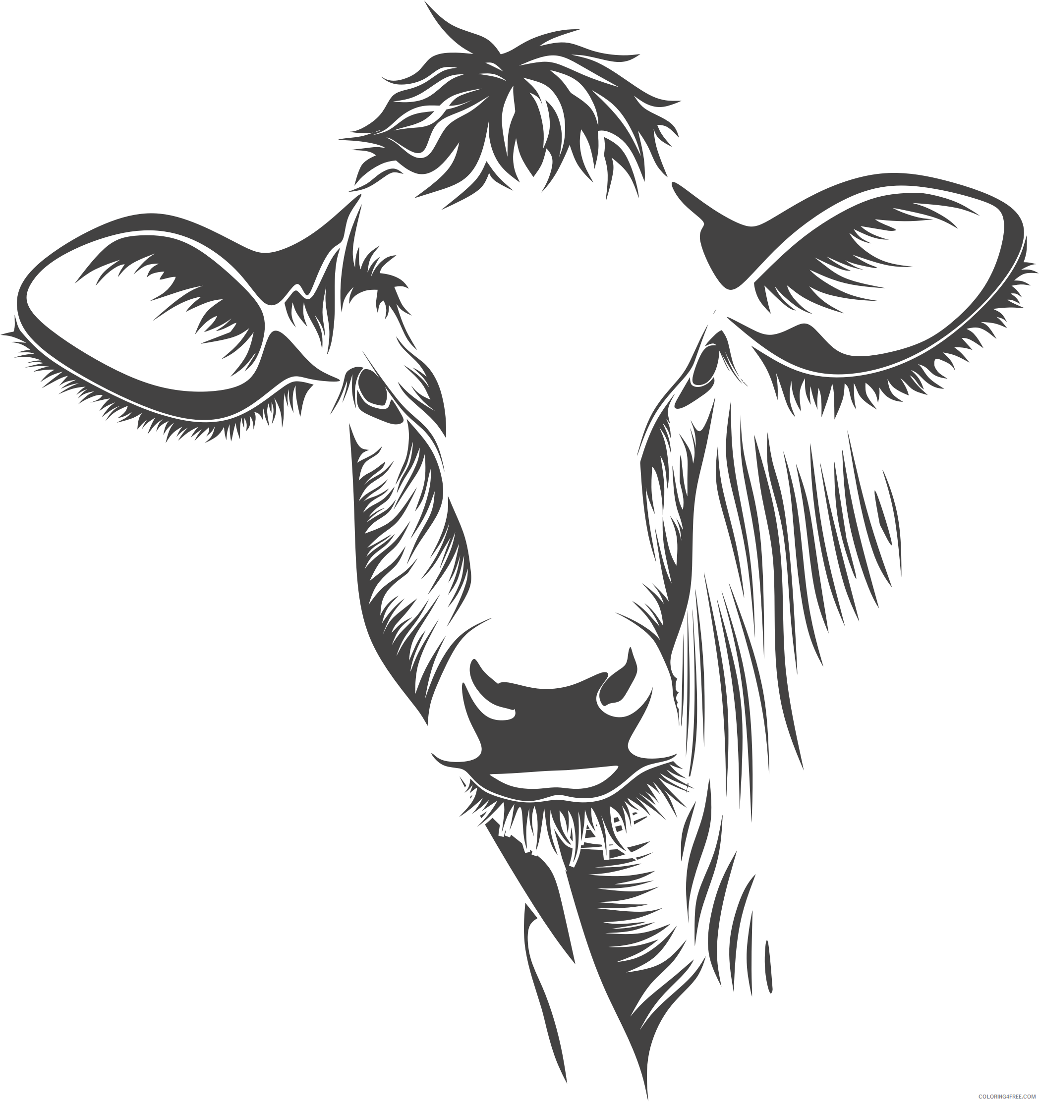 Black and White Cow Coloring Pages detailed cow line art Printable Coloring4free
