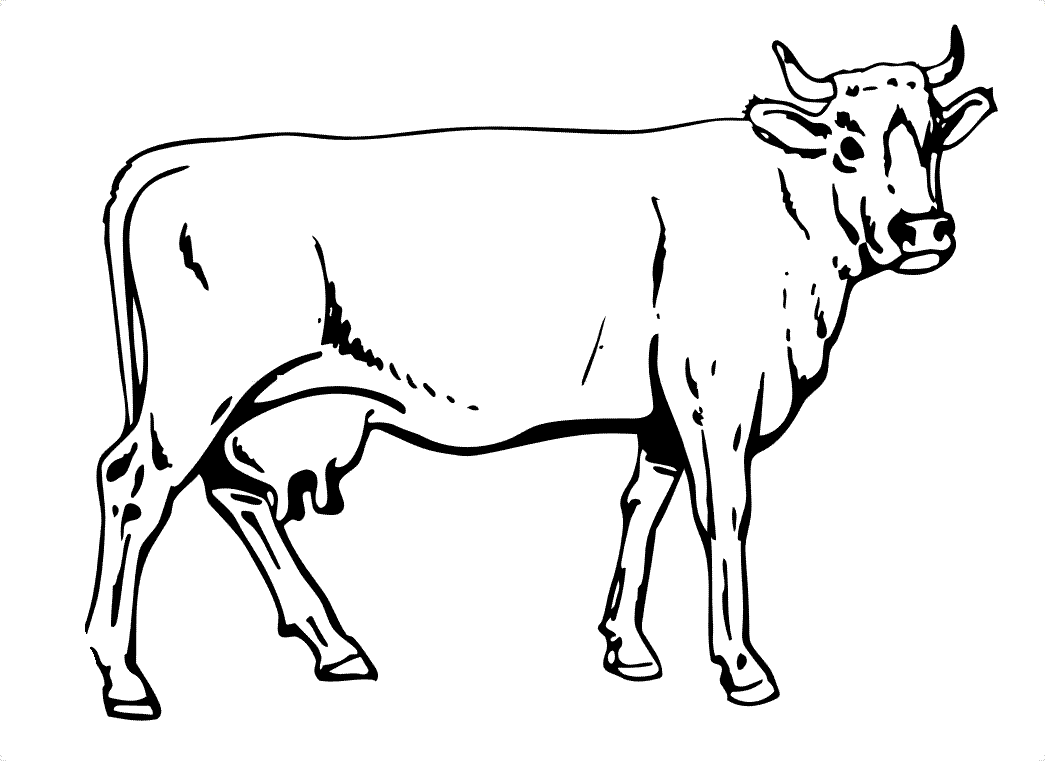 Black and White Cow Coloring Pages free printable cow pages Printable Coloring4free