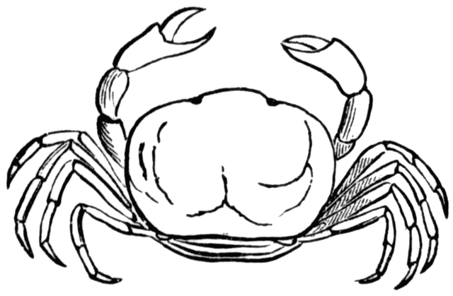 Black and White Crab Coloring Pages Crab free gif Printable Coloring4free