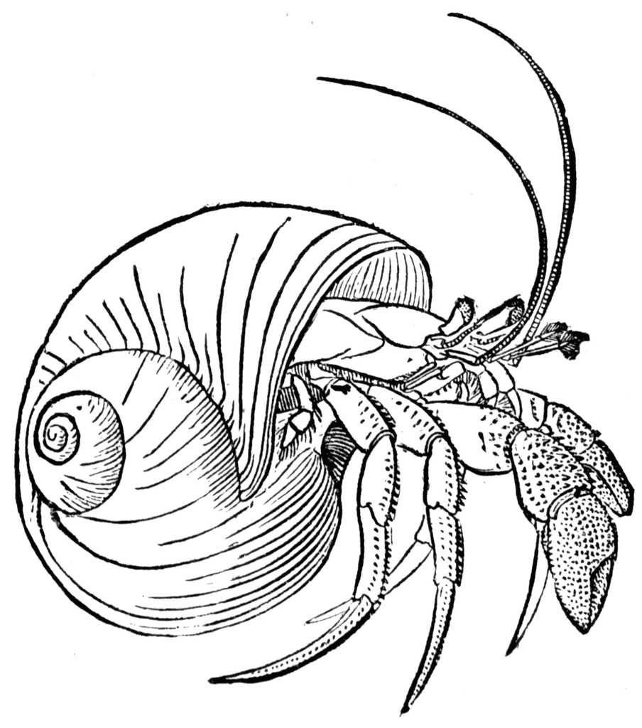 Black and White Crab Coloring Pages crabs and shells colouring pages Printable Coloring4free