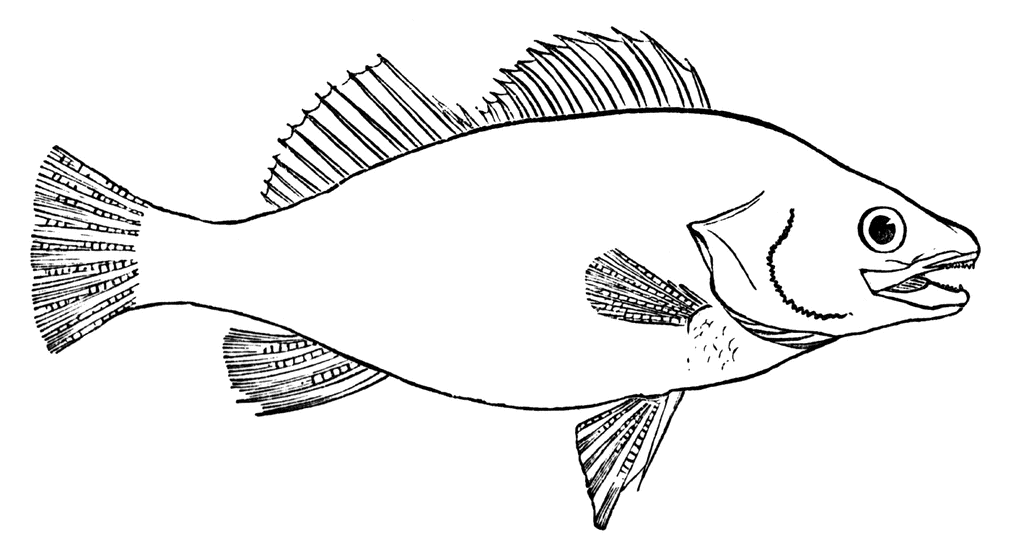 Black and White Fish Coloring Pages fish clip Printable Coloring4free