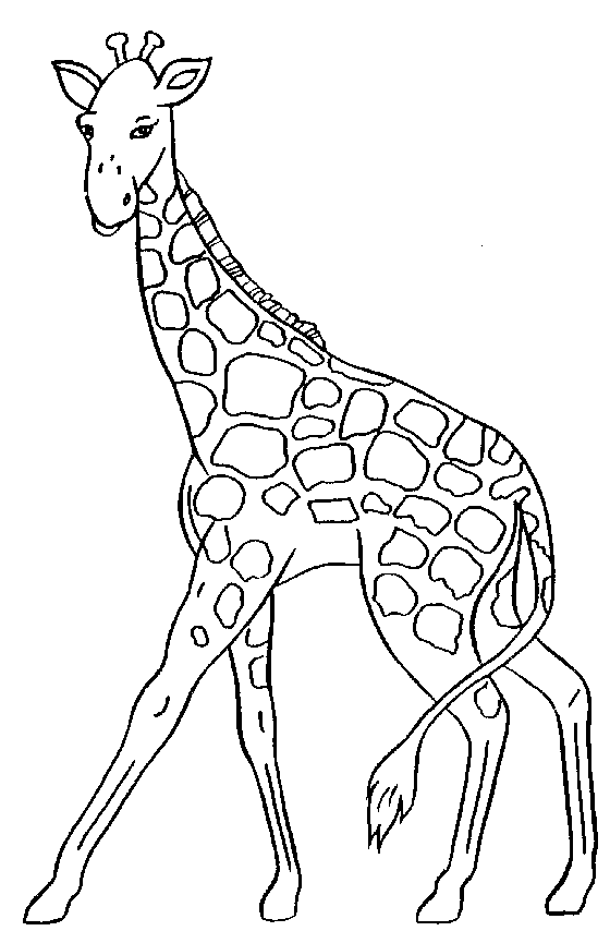 Black and White Giraffe Coloring Pages giraffe 6 gif Printable Coloring4free