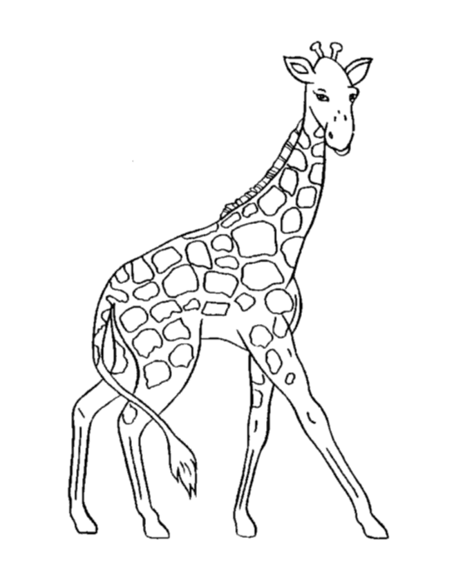 Black and White Giraffe Coloring Pages wild animal giraffe Printable Coloring4free