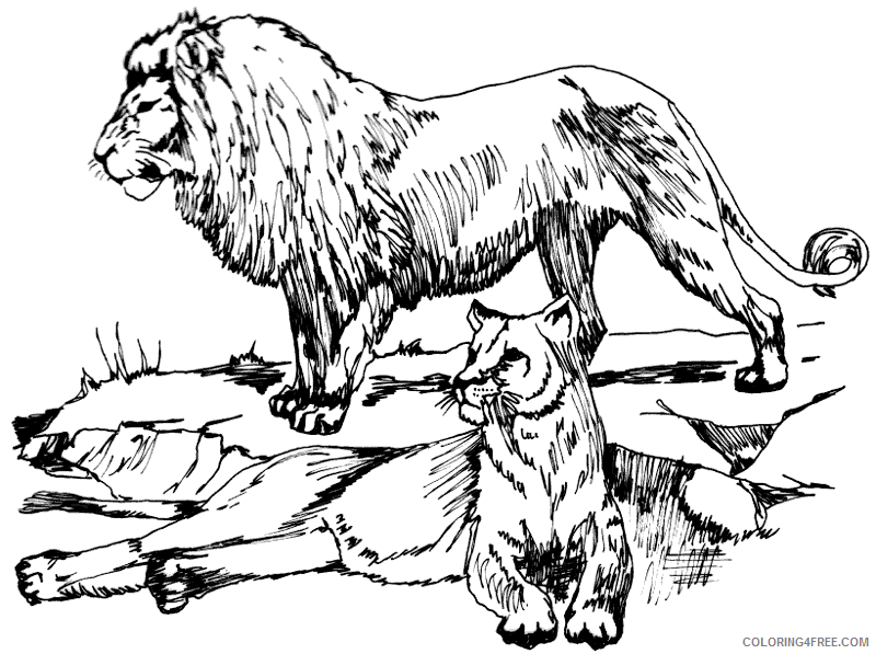 Black and White Lion Coloring Pages lion 105 png Printable Coloring4free