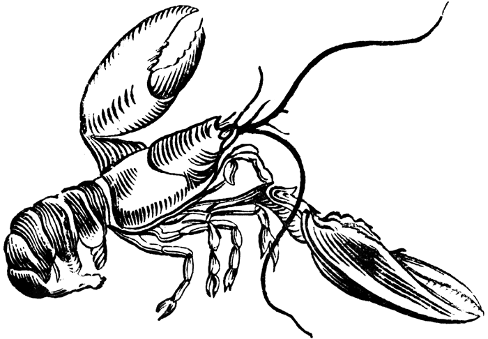 Black and White Lobster Coloring Pages lobster free Printable Coloring4free