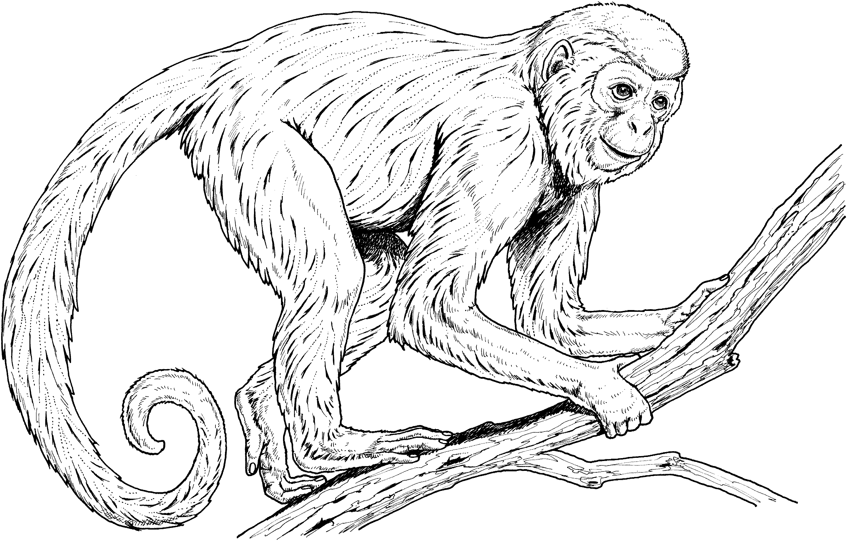 Black and White Monkey Coloring Pages realistic monkey colouring wPxrHL Printable Coloring4free