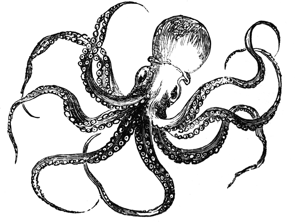 Black and White Octopus Coloring Pages octopus 20 gif Printable Coloring4free