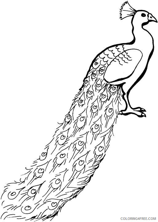 Black and White Peacock Coloring Pages 11 peacock sketch free cliparts Printable Coloring4free