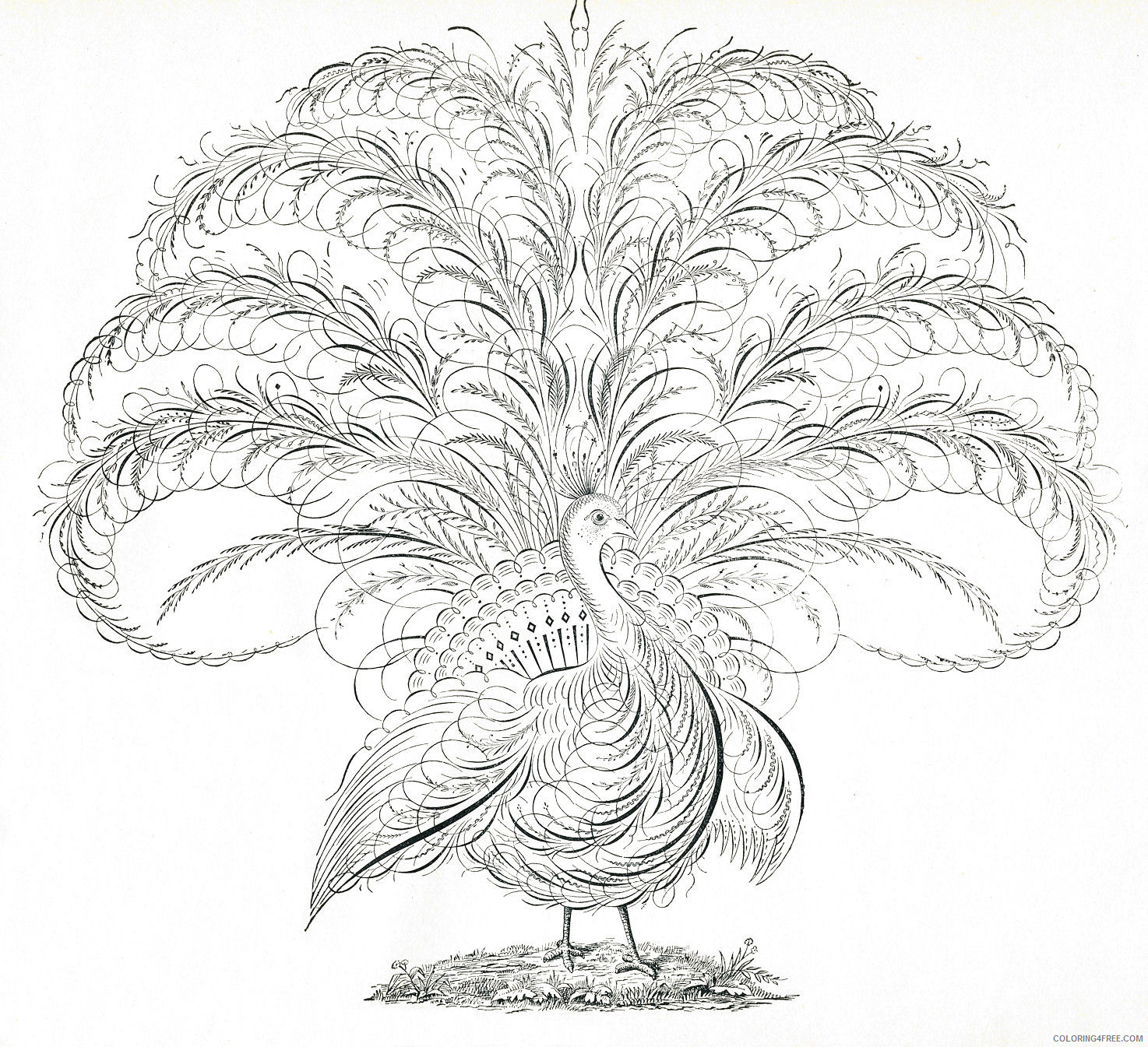 Black and White Peacock Coloring Pages calligraphy peacock flourishes Printable Coloring4free