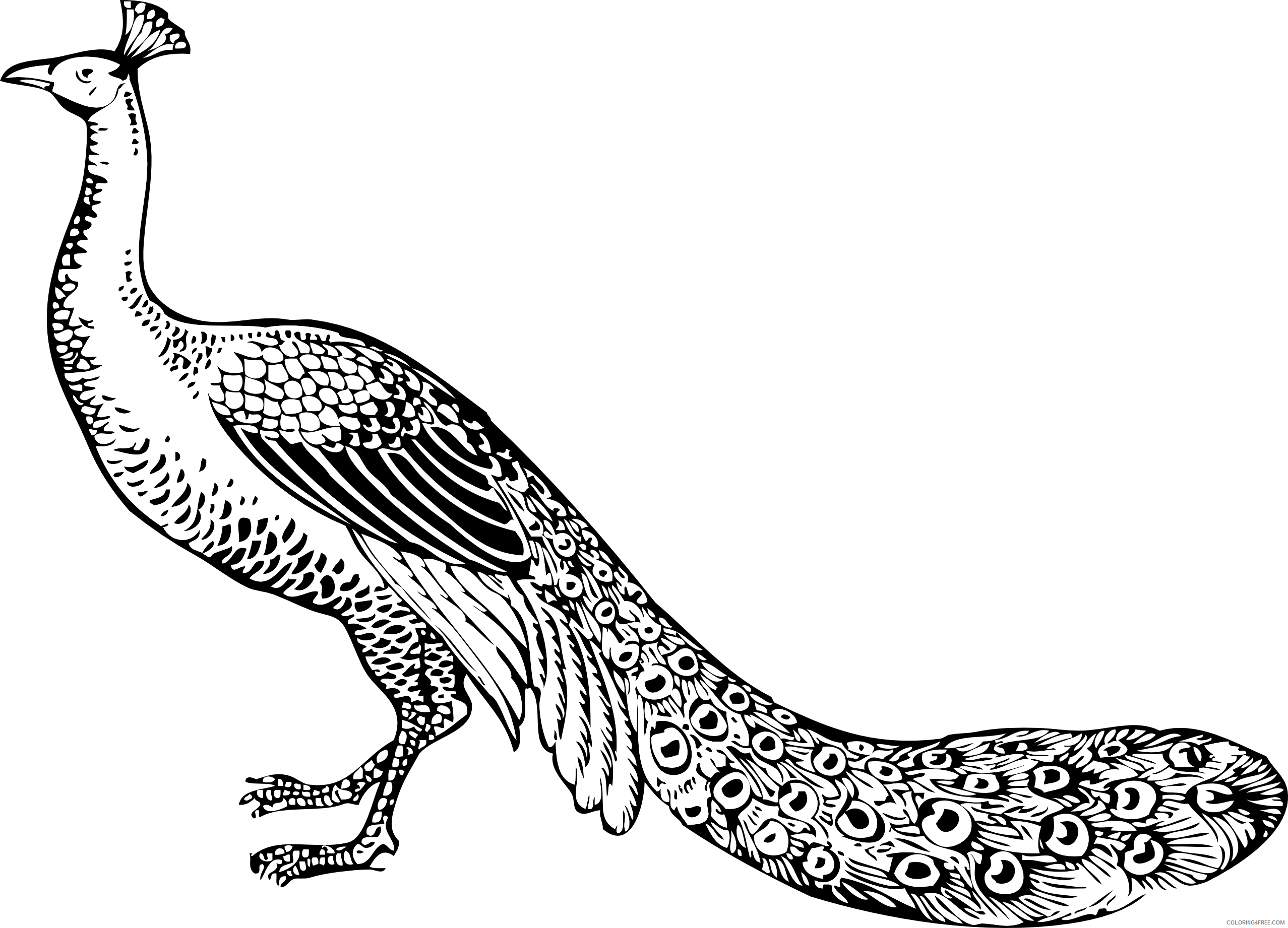 Black and White Peacock Coloring Pages peacock Printable Coloring4free