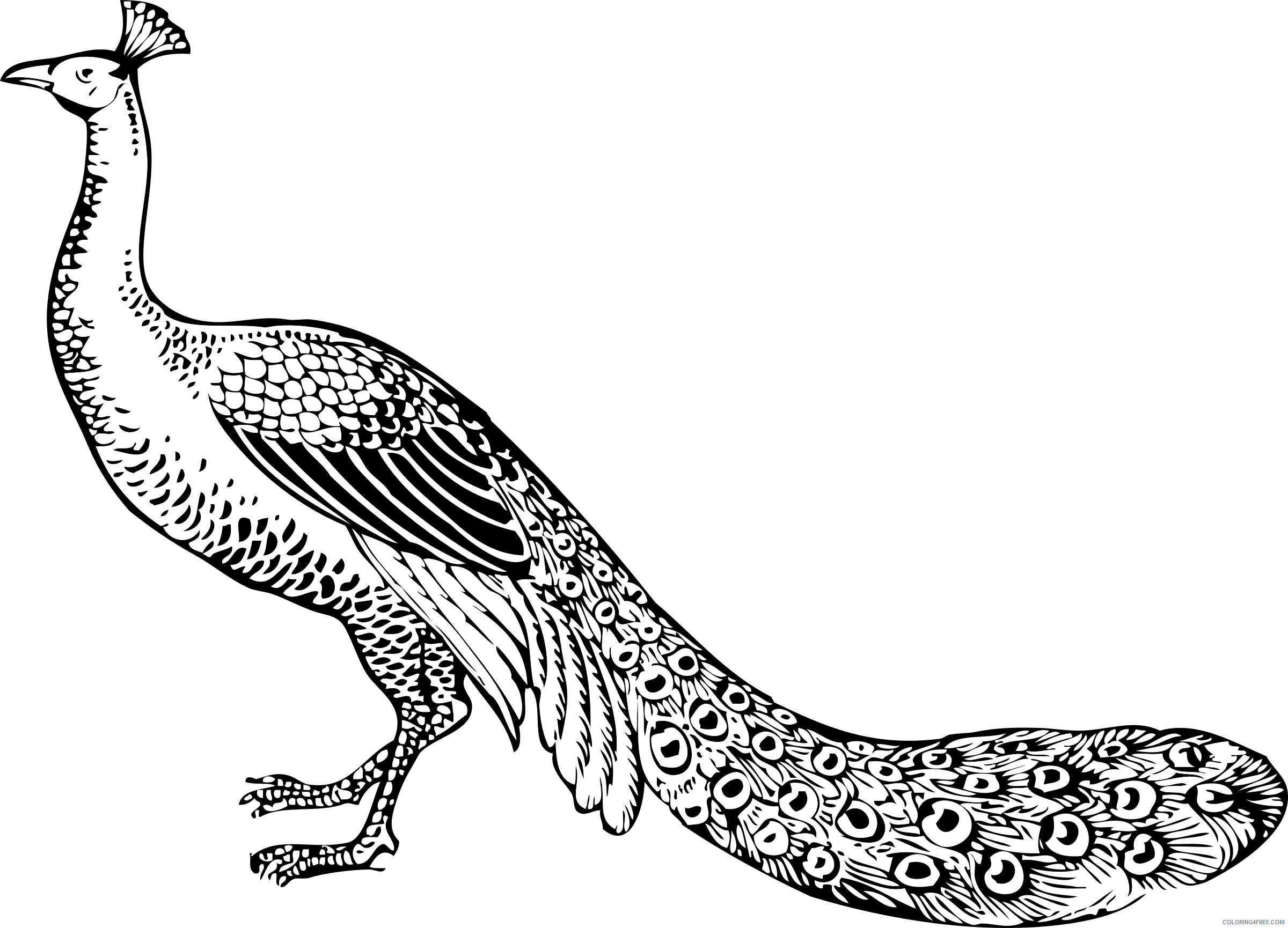 Black and White Peacock Coloring Pages peacock b001 png Printable Coloring4free