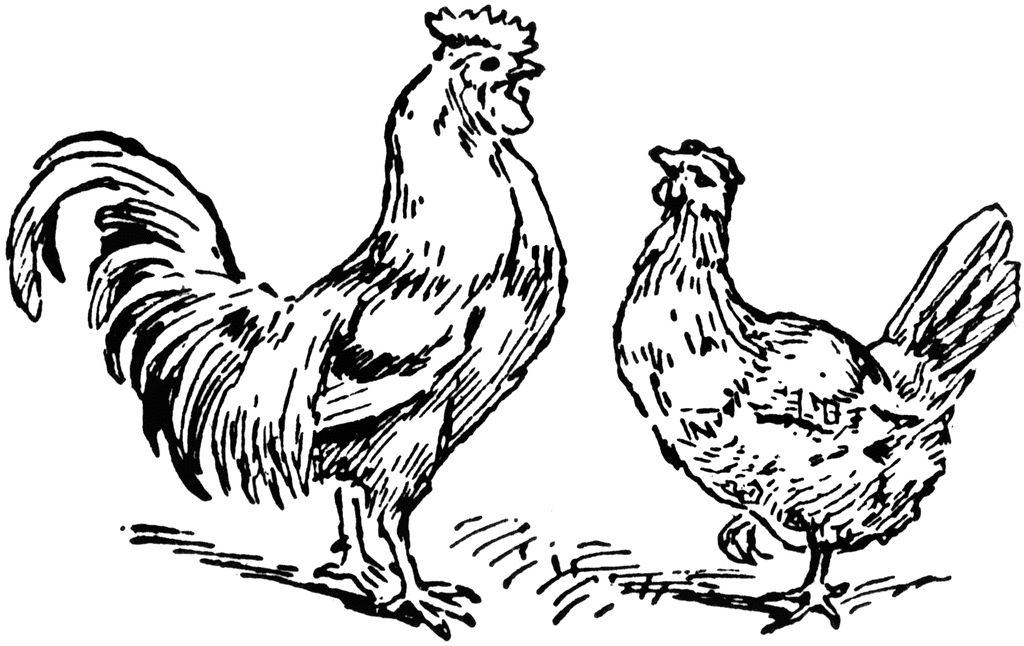 Black and White Rooster Coloring Pages rooster and hen etc Printable Coloring4free