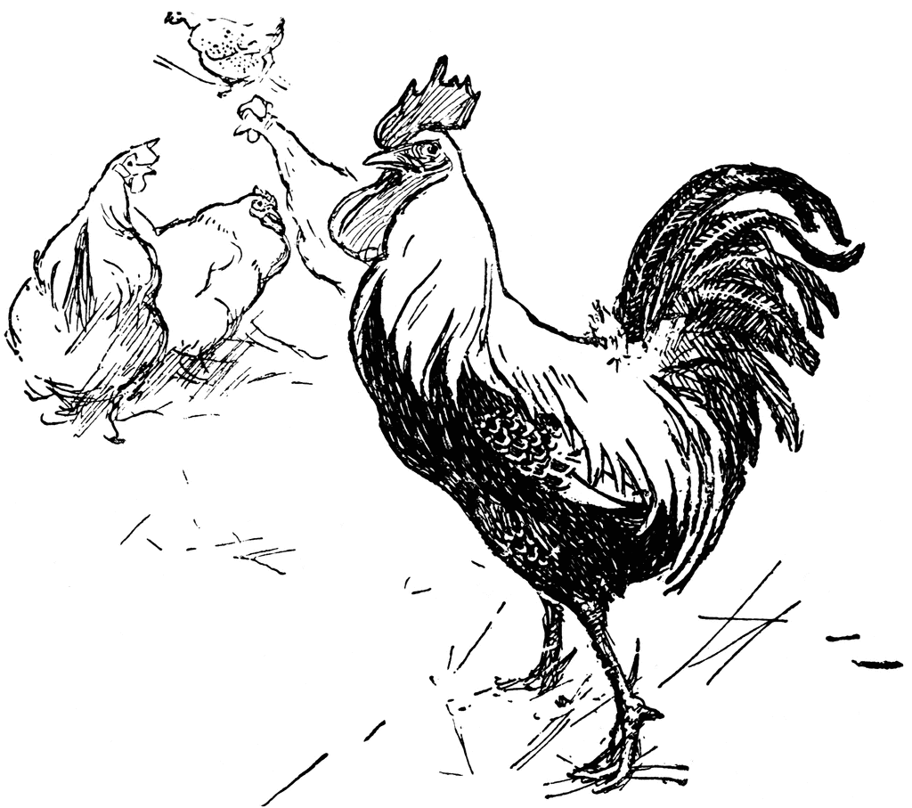 Black and White Rooster Coloring Pages rooster etc 1xbgit clipart Printable Coloring4free