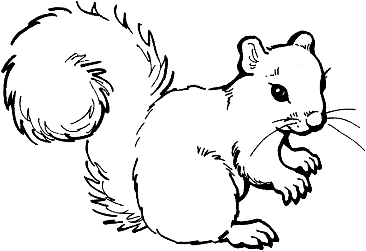 Black and White Squirrel Coloring Pages squirrel 6 gif Printable Coloring4free