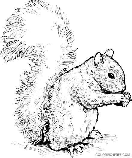 Black and White Squirrel Coloring Pages squirrel prek k Printable Coloring4free
