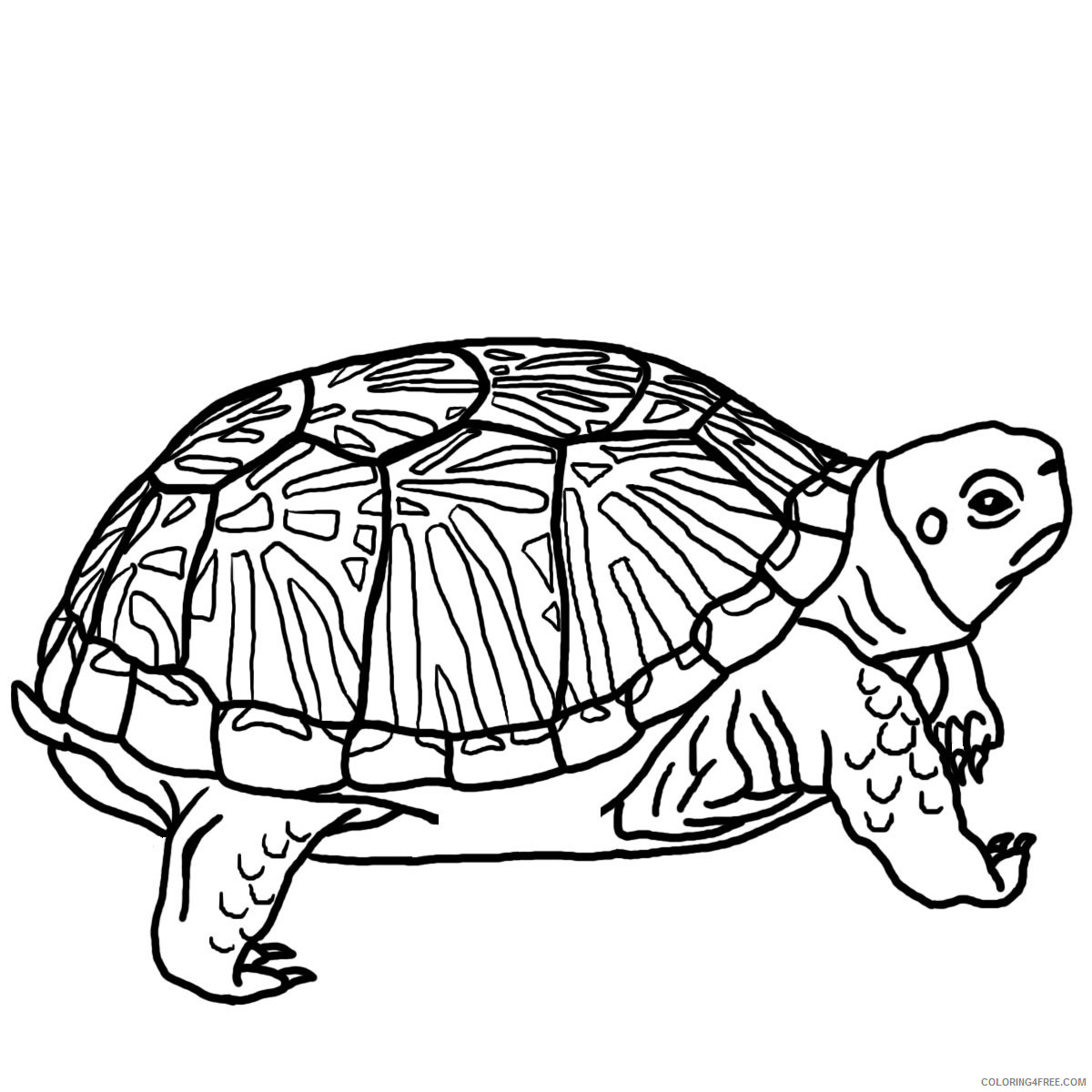 Black and White Turtle Coloring Pages turtle black and Printable Coloring4free