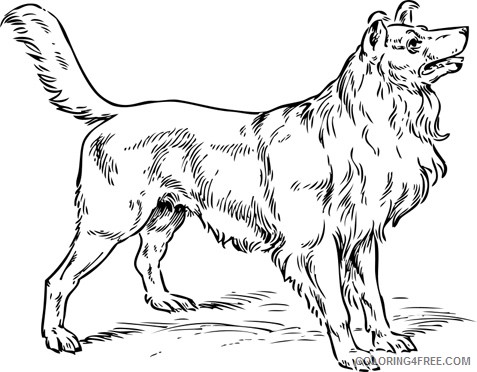 Border Collie Coloring Pages border collie jpg Printable Coloring4free