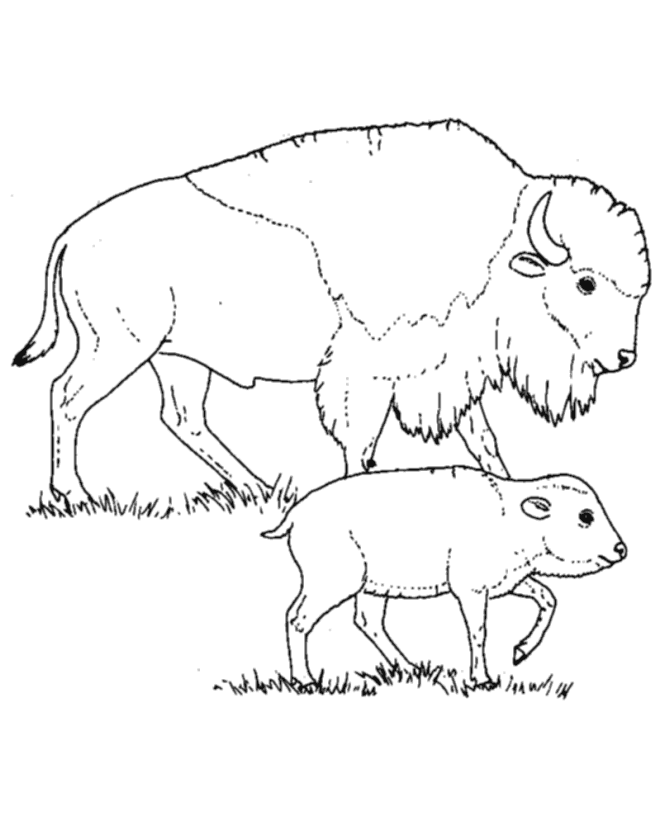 Buffalo Coloring Pages baby buffalo the Printable Coloring4free
