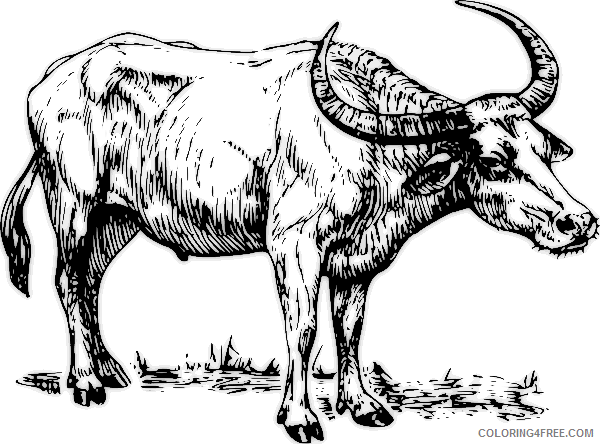 Buffalo Coloring Pages search terms buffalo bw coloring Printable Coloring4free