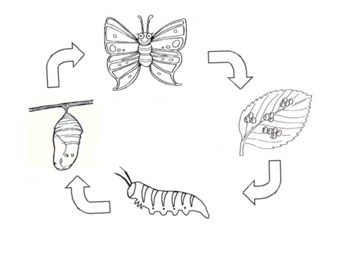 Butterfly Medium Coloring Pages life cycle of a butterfly Printable Coloring4free
