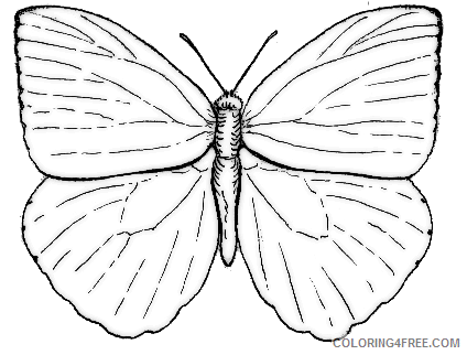 Butterfly Outline Coloring Pages butterfly butterfly Printable Coloring4free