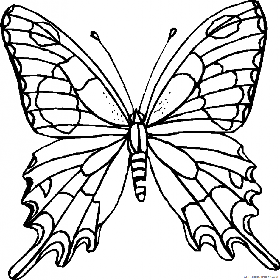 Butterfly Outline Coloring Pages butterfly outline bfree Printable Coloring4free