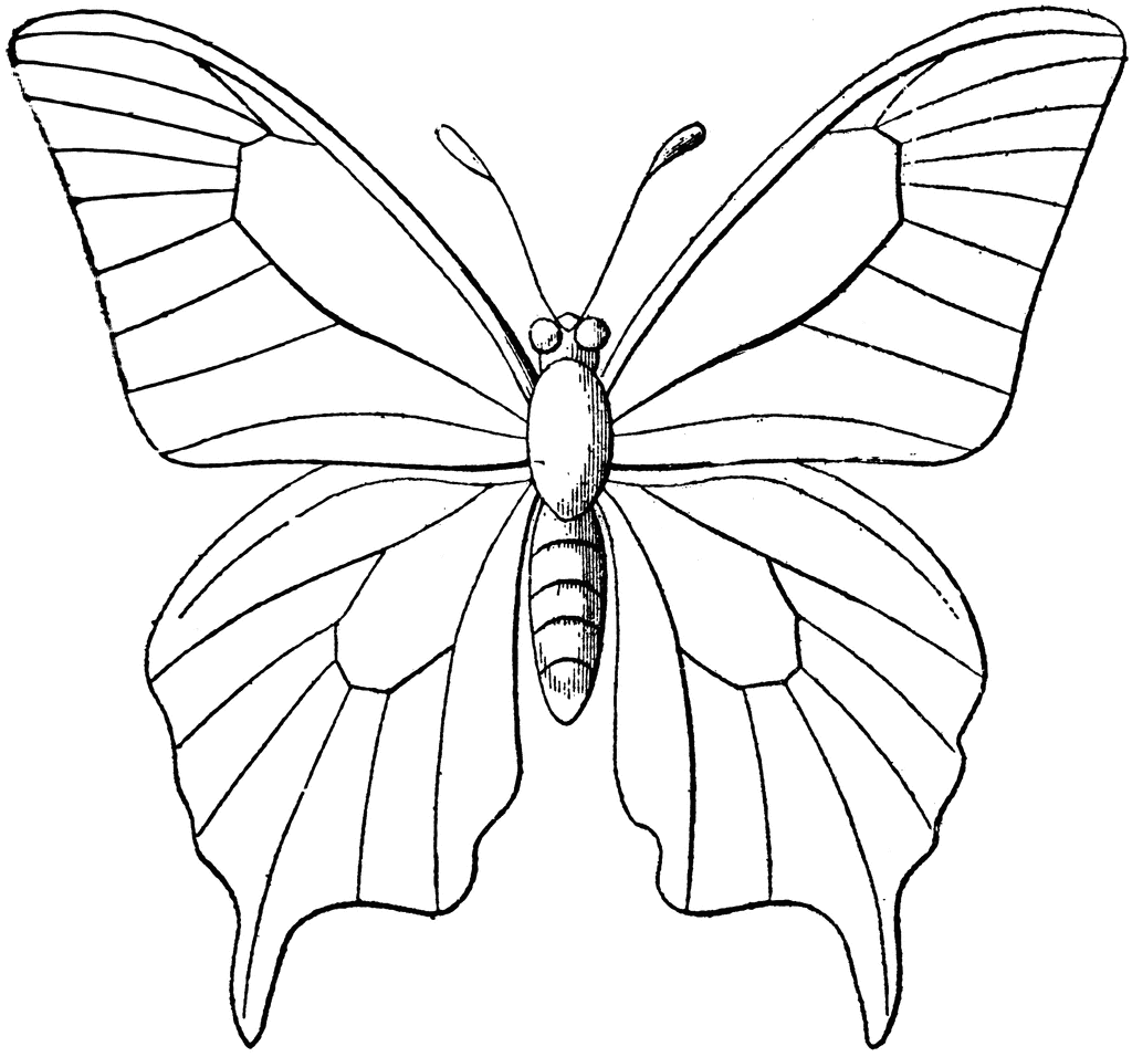Butterfly Outline Coloring Pages butterfly outline etc jQXMTn Printable Coloring4free