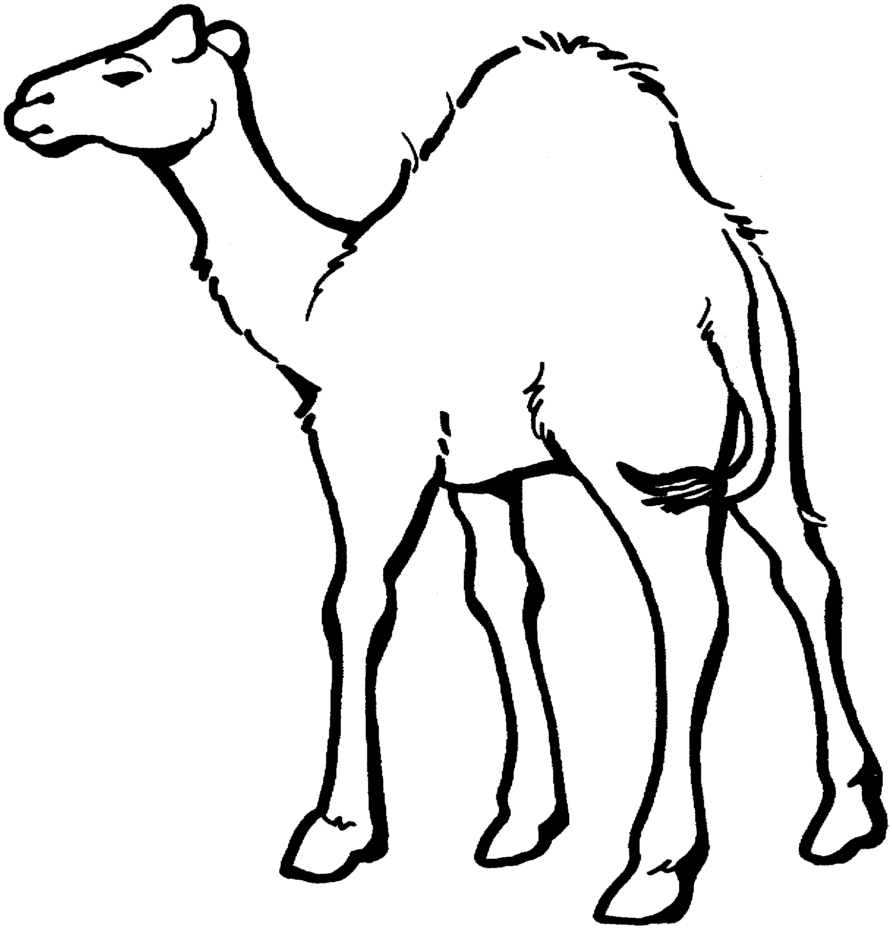 Camel Outline Coloring Pages camel Printable Coloring4free