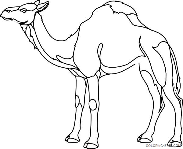 Camel Outline Coloring Pages camel outline at Printable Coloring4free