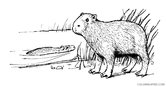 Capybara Coloring Pages capybara 15 png Printable Coloring4free