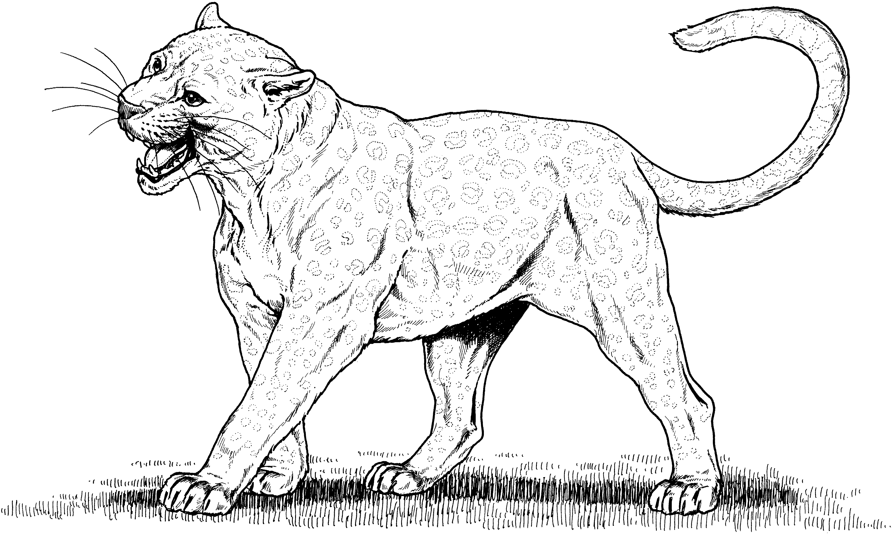 Cat Coloring Pages big cat BB0s6G Printable Coloring4free