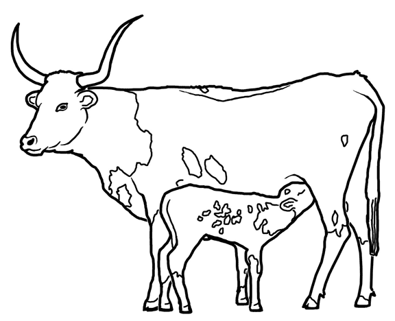 Cattle Coloring Pages longhorn cattle kids stuff coloring Printable Coloring4free