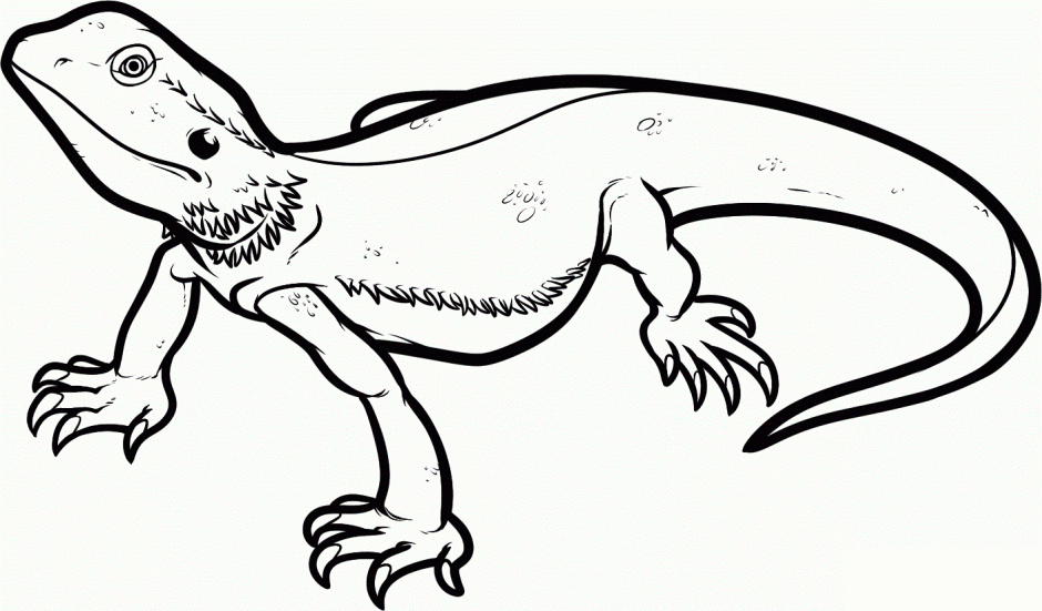 Chameleon Coloring Pages chameleon 20 jpg Printable Coloring4free