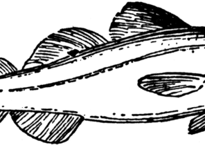 Download Fish Coloring Pages - Page 5 of 7 - Coloring4Free.com