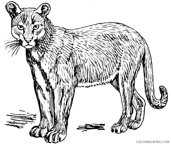 Cougar Coloring Pages find cougar 6 Printable Coloring4free