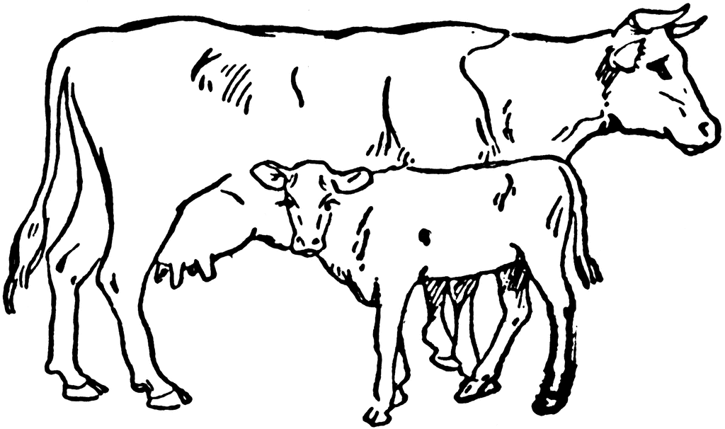 Cow and Calf Coloring Pages cow and calf etc Printable Coloring4free