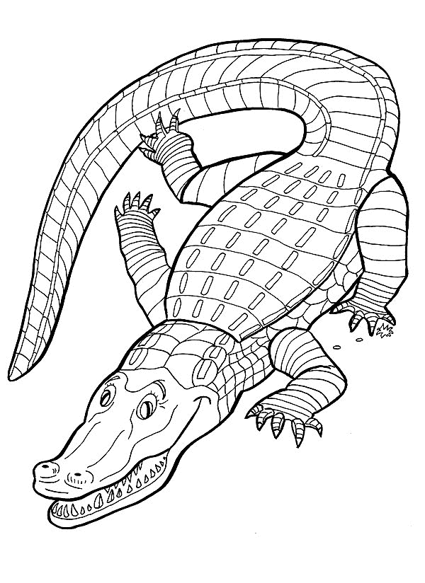Crocodile Coloring Pages crocodile 0 gif Printable Coloring4free