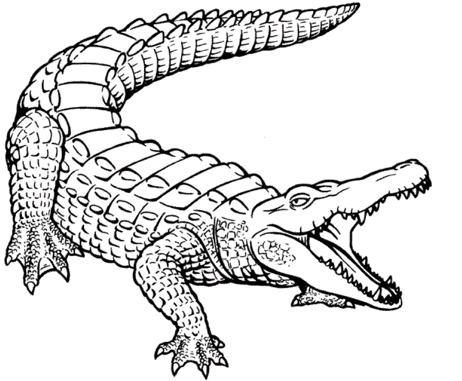 Crocodile Coloring Pages crocodile outline colouring GVwG7k Printable Coloring4free