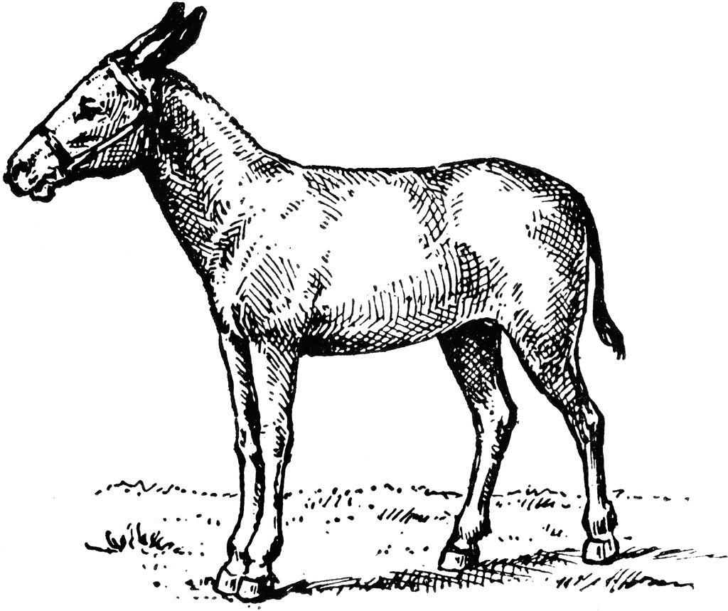 Donkey Coloring Pages mule http etc Printable Coloring4free