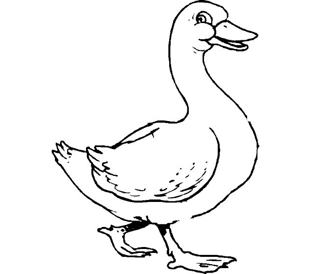 Duck Coloring Pages duck 14 gif Printable Coloring4free