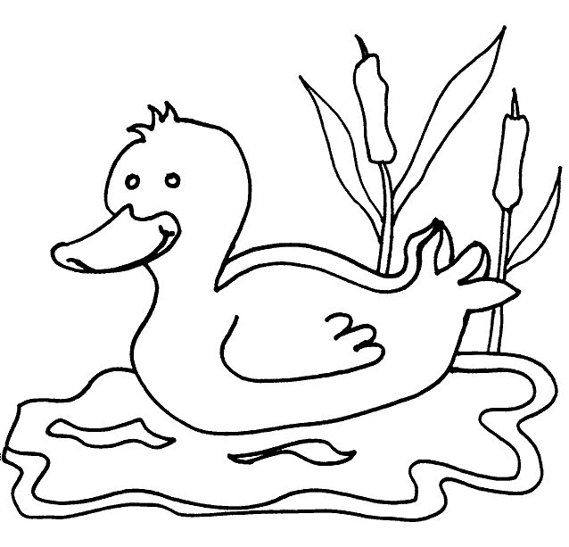 Duck Coloring Pages duck 3 gif Printable Coloring4free