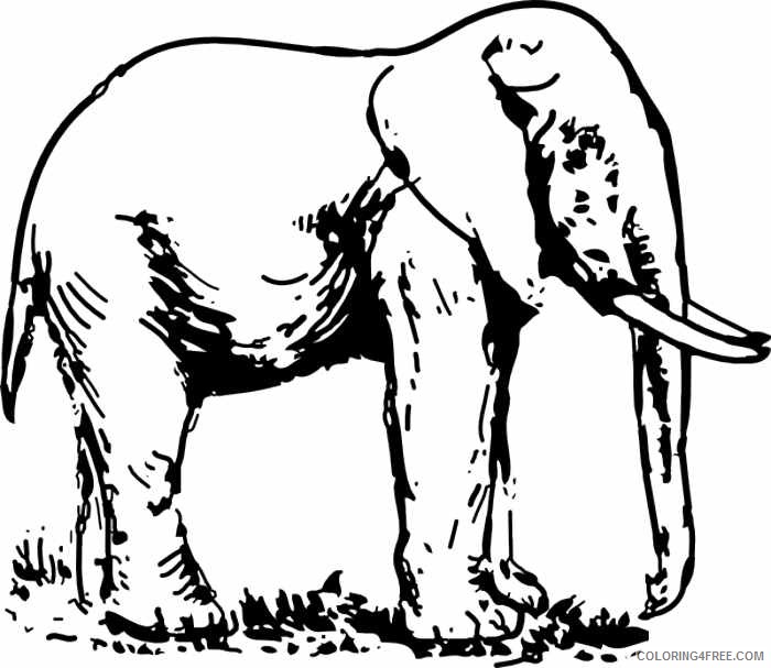 Elephant High Quality Coloring Pages elephant 102 jpg Printable Coloring4free