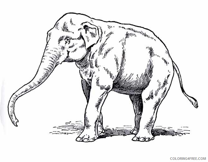 Elephant High Quality Coloring Pages elephant 2 jpg Printable Coloring4free