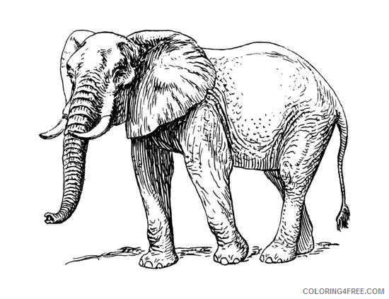 Elephant Medium Coloring Pages Elephant png Printable Coloring4free