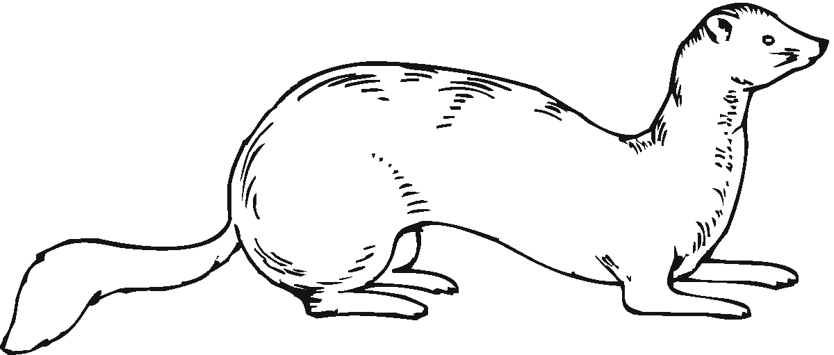 Ferret Coloring Pages ferret bfree Printable Coloring4free
